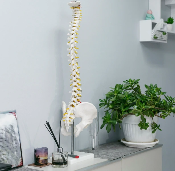 colonne vertébrale